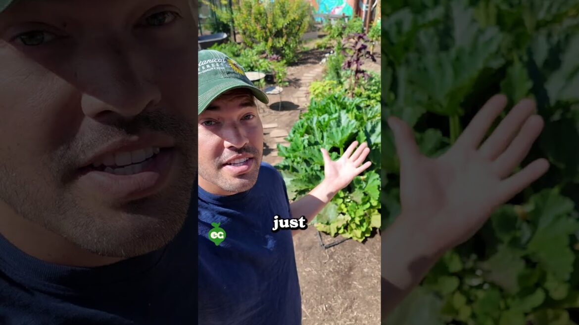 I grew squash vertically...