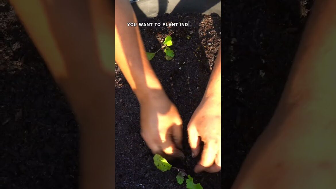 How to Grow Turnips: Step-by-Step Guide for a Healthy Harvest!