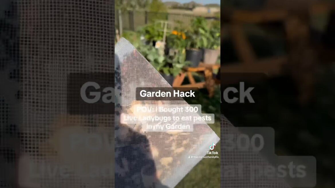 BOUGHT 300 LADYBUGS 🐞CONTAINER GARDEN HACK👩🏽‍🌾 #garden #containergardening #plants #tiktok #food