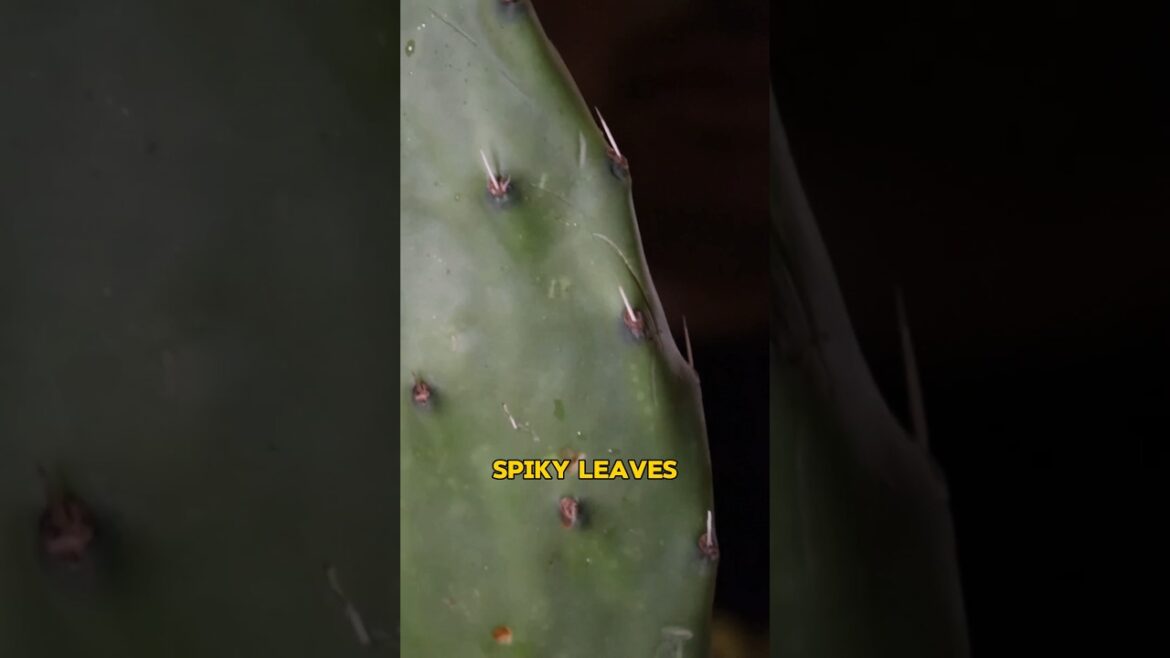 Don't Touch Those Spikes! They're Actually the SECRET INGREDIENT to This Taco!