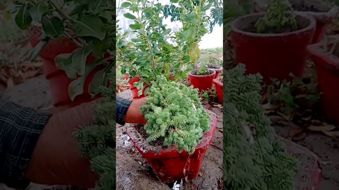 Garden Design #shorts #farming #nature #music