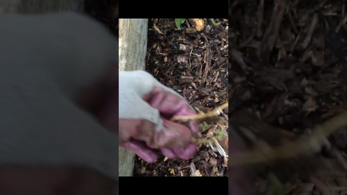 Sheep’s sorrel/red sorrel – Useful edible or Satan’s weed?! #sorrel, #foraging, #allotment, #Scot Sheep's sorrel/red sorrel - Useful edible or Satan's weed?! #sorrel, #foraging, #allotment, #Scot