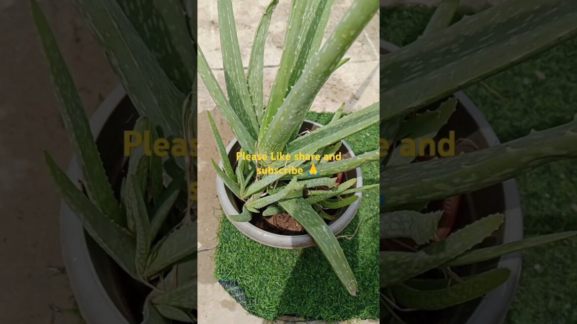 Aloe vera plant 🌵#gardening #song #shorts#trending #medicinal plant#juice💚💚