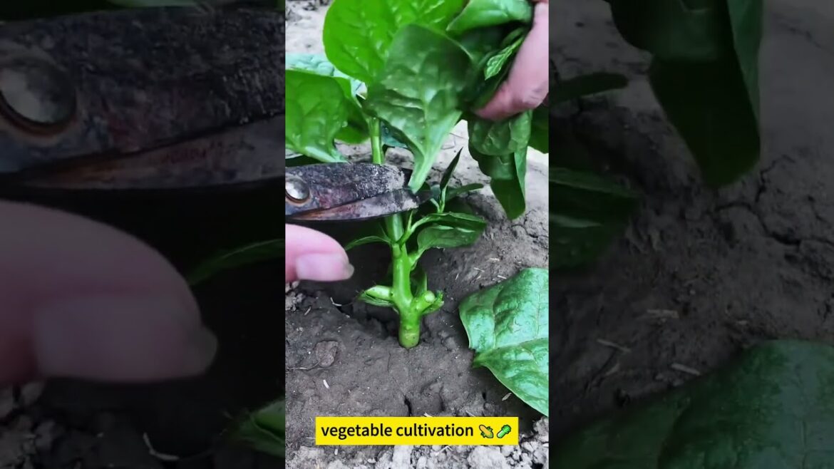 vegetable cultivation 🌽🥬