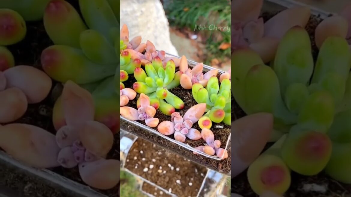 Plastic Bottel Crafting || #plasticbottlecraft #plastic #gardening #shortsfeed Plastic Bottel Crafting || #plasticbottlecraft #plastic #gardening #shortsfeed