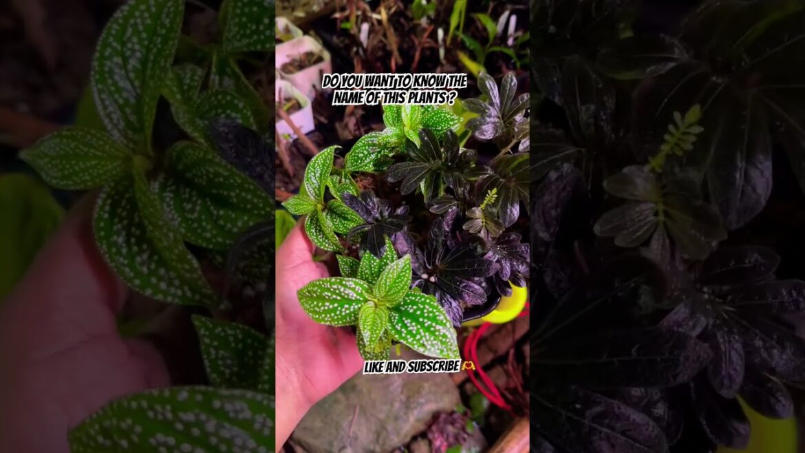 Comment for name❤️ #piano #assam #gardeningtips #diygardening #gardeningvideos #flower #gardener Comment for name❤️ #piano #assam #gardeningtips #diygardening #gardeningvideos #flower #gardener
