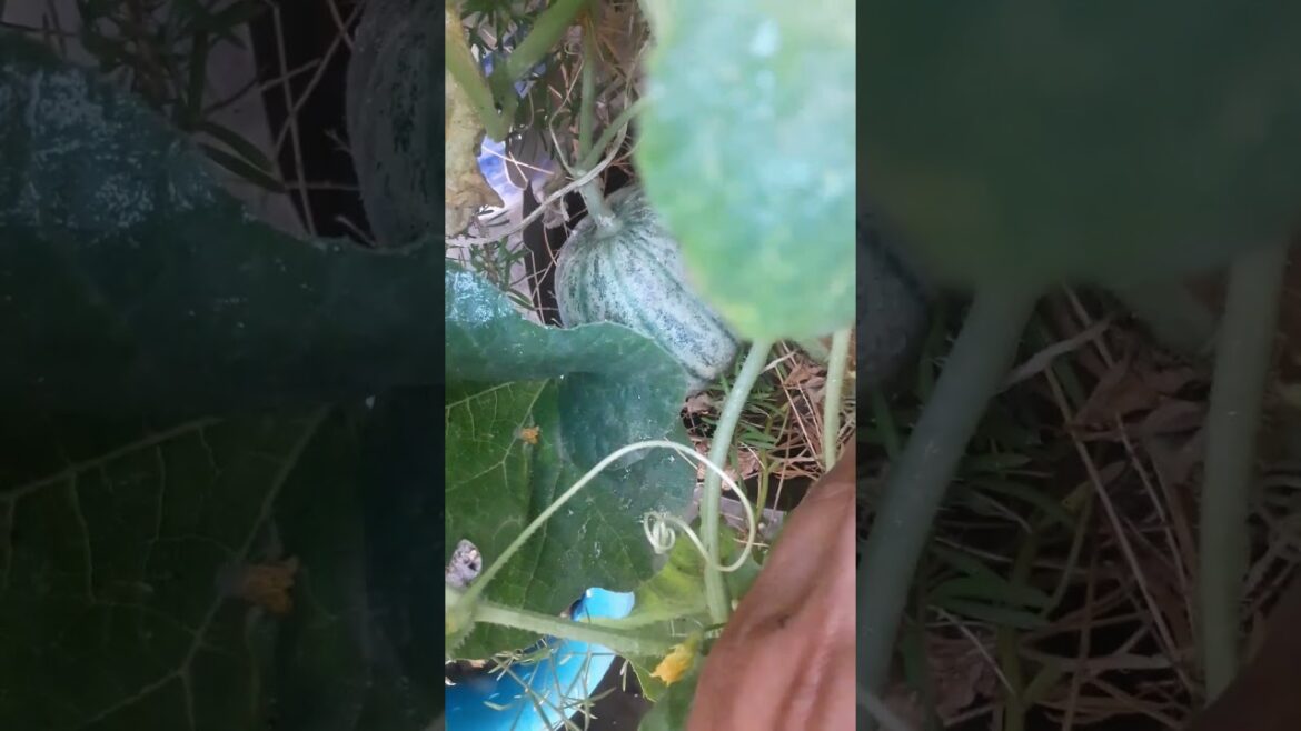 Grown Cantaloupe (खरबूजा) 🍈 in my container Garden #containergardening #shorts #viral