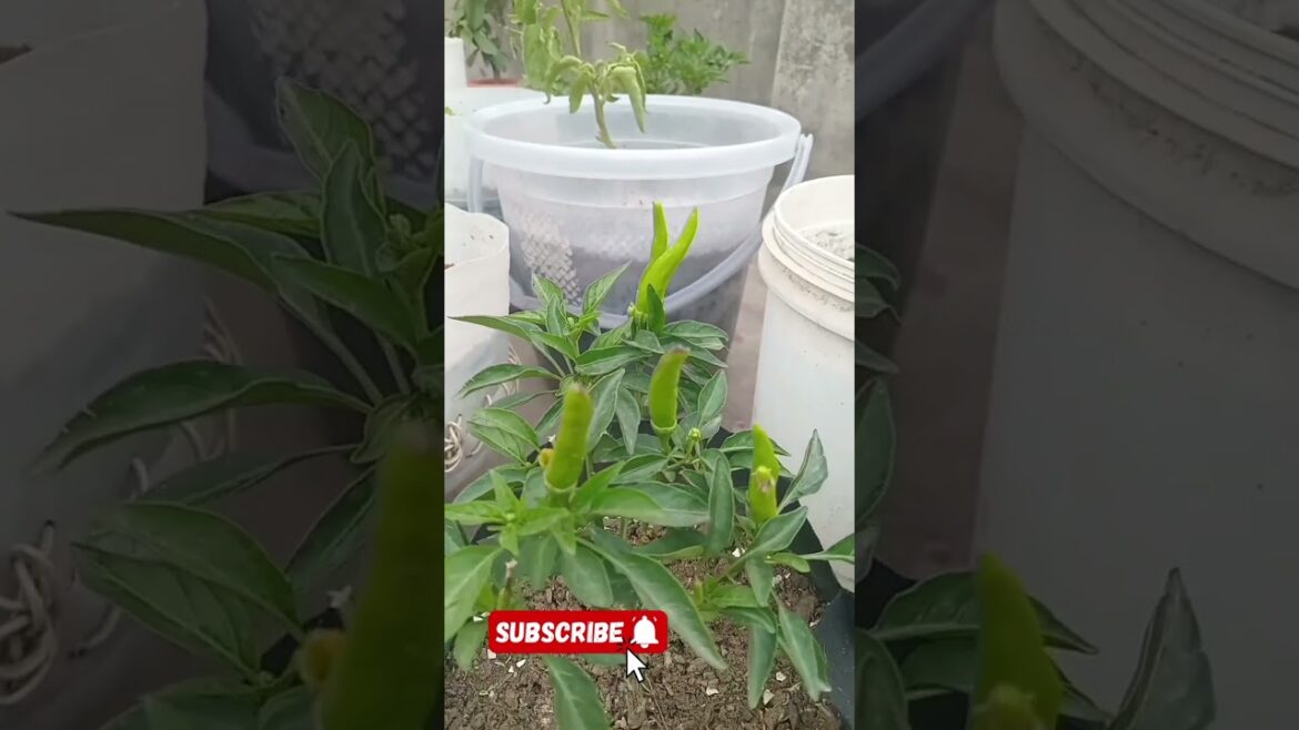 growing vegetables,vegetable gardening,fast growing vegetables,vegetable garden,#garden ##urdu