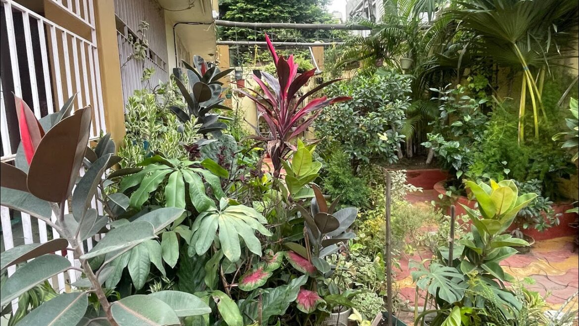 Summer overview of a neglected overgrown tropical garden|My plans to make garden beautiful again 🪴