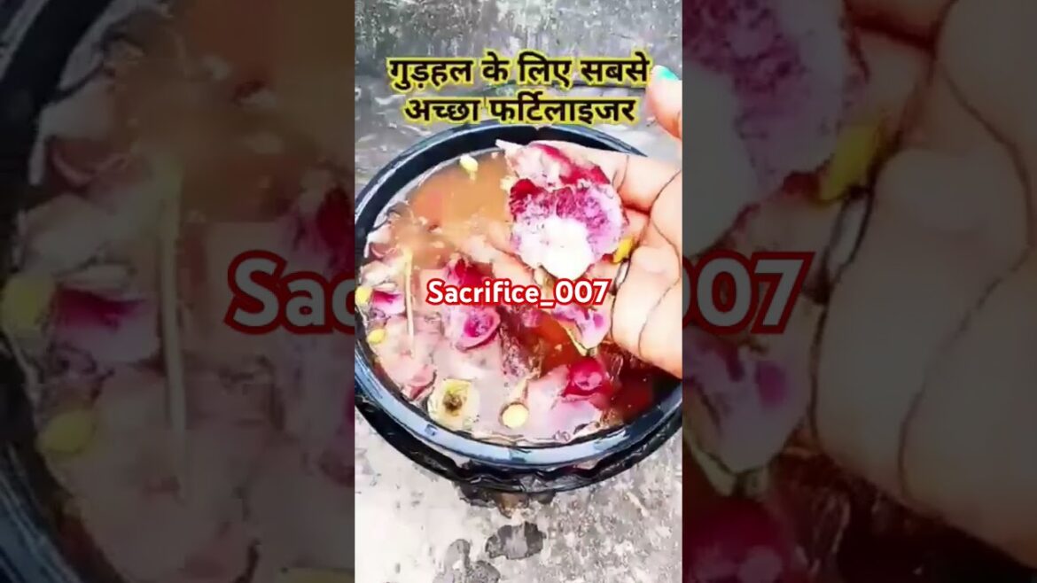 Homemade fertilizer for plants |Gardening tips | organic fertilizer for plants |#hibiscus #gardening