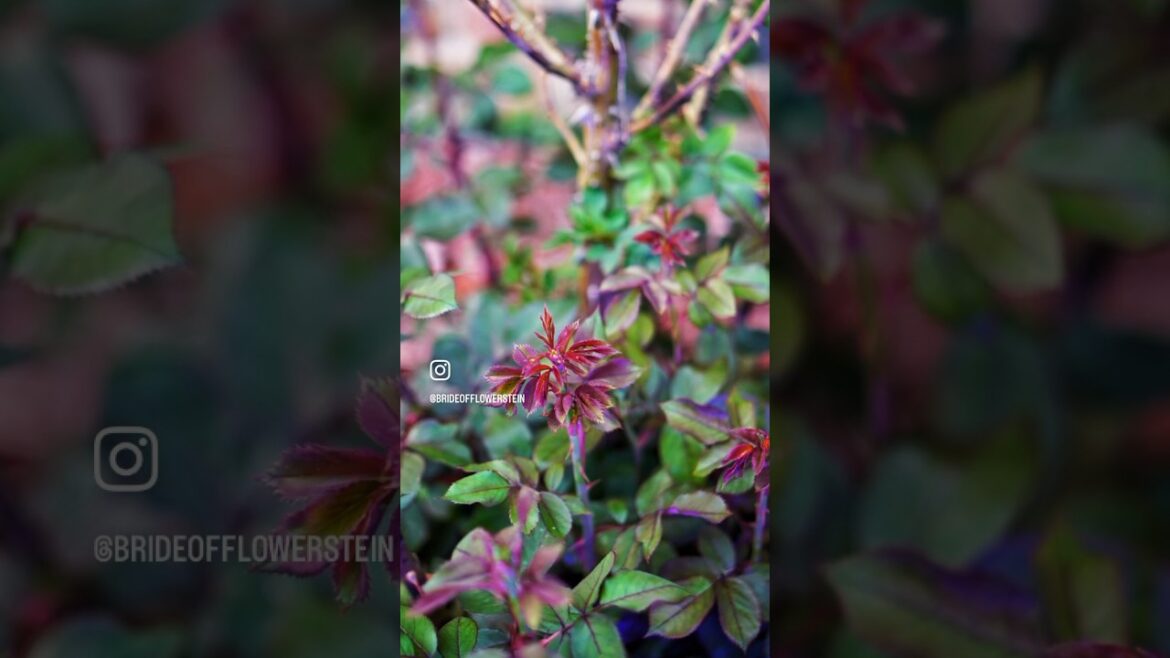 Perennials in our Front Yard #garden #gardenobsessed #floweringplant #gardening #perennials #bush Perennials in our Front Yard #garden #gardenobsessed #floweringplant #gardening #perennials #bush