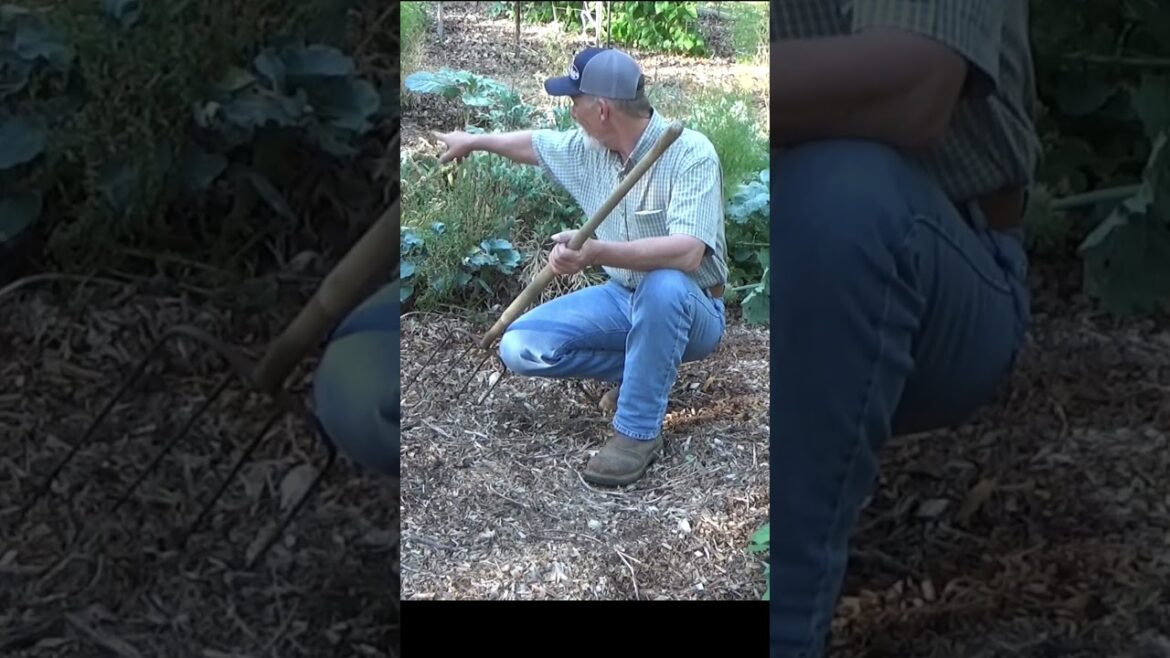 Planting on the 1st day of summer #garden #gardening Planting on the 1st day of summer #garden #gardening
