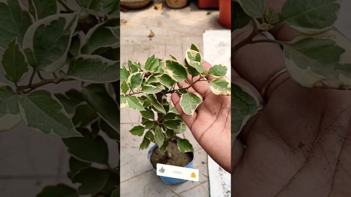 Variegated Bougainvillea #shorts #gardening #gardentips #garden #plants #bouganvillea