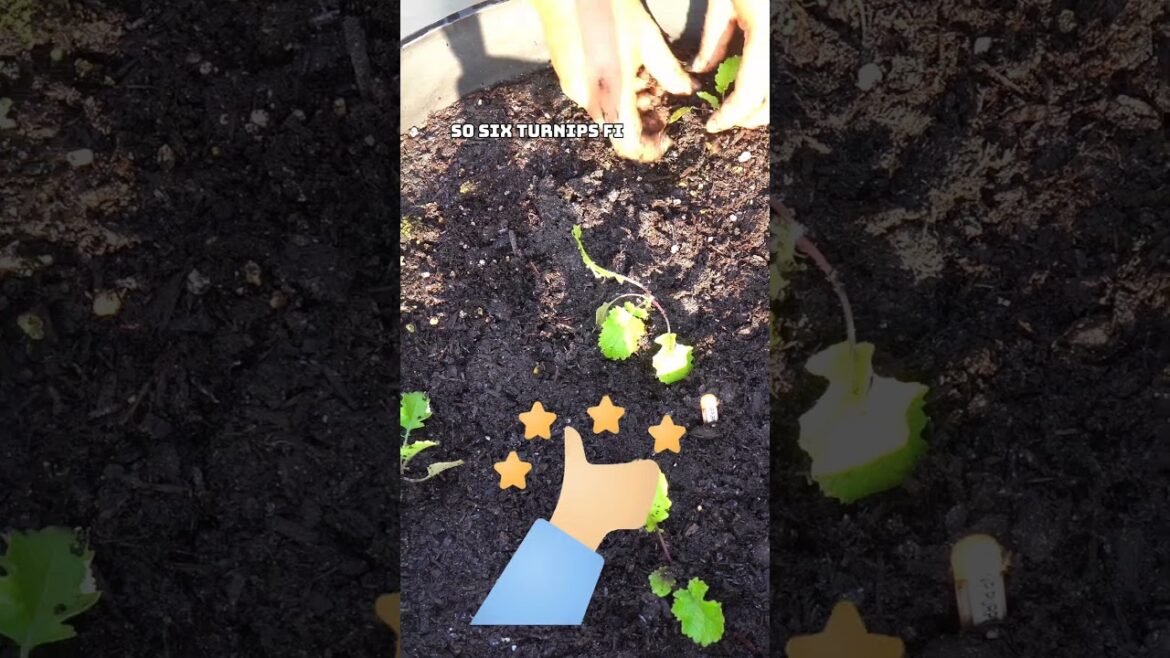 California Gardening: How to Grow Turnips in Containers: Tips and Tricks for a Bountiful Harvest! How to Grow Turnips in Containers: Tips and Tricks for a Bountiful Harvest!