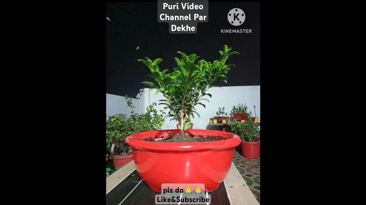 DIY/ Tuti tokri se bnaya pot #ytshorts  #shorts #gardening #trending #diy