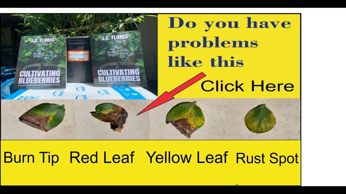 fixing your soil for blueberries     #garden #gardencompost #growyourownfood #soil #ediblegardening