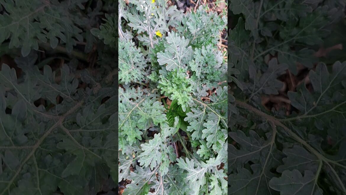 Garden Tips 💡|#shorts #ytshorts #ytshort Garden Tips 💡|#shorts #ytshorts #ytshort