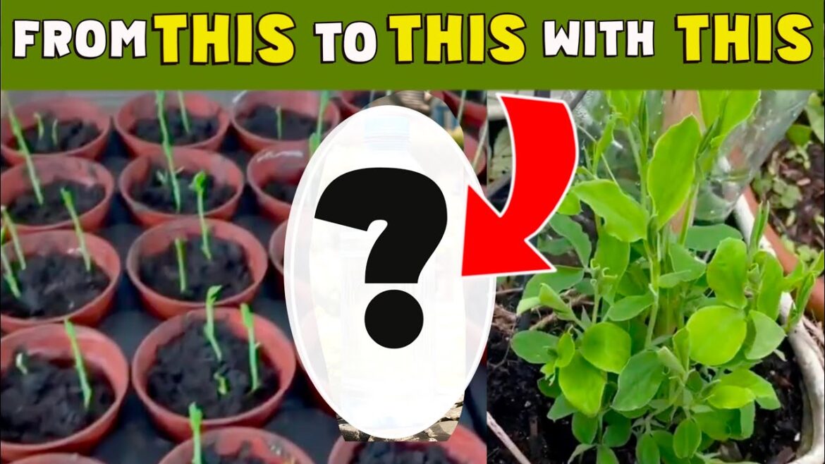 5 gardening hacks. Turn ONE WASTE product into 5 GARDEN TOOLS. Save the environment & money. 5 gardening hacks. Turn ONE WASTE product into 5 GARDEN TOOLS. Save the environment & money.