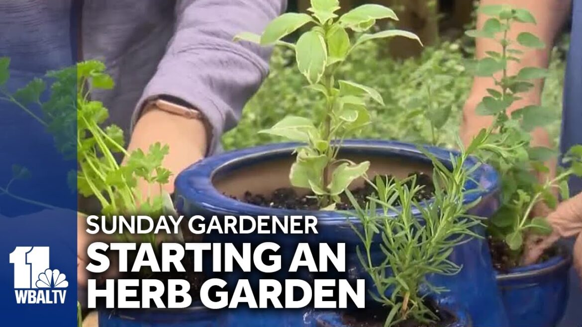 Sunday Gardener: Tips on planting and growing herbs Sunday Gardener: Tips on planting and growing herbs