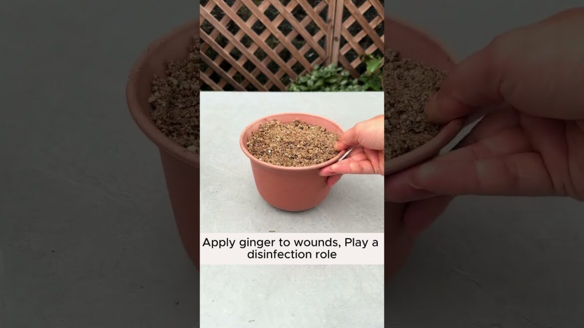 Subscribe for more such Gardening Tips & Ideas 👈🍁 #garden #gardening #gardeningideas #gardeningtips