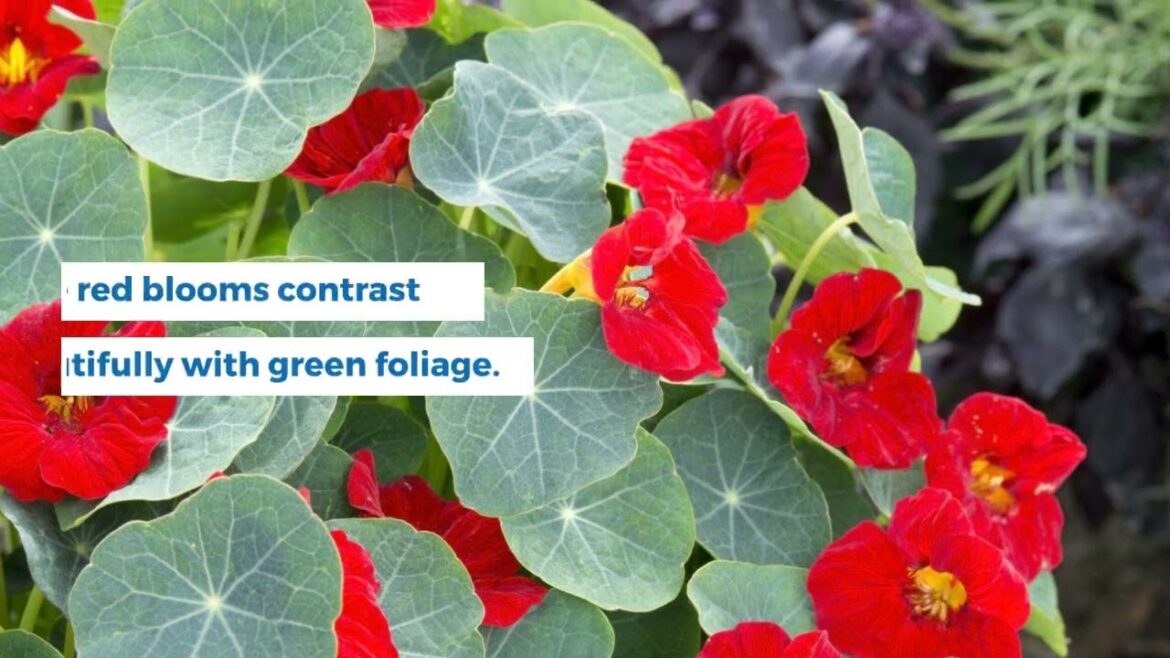 All-America Selections Flowers & Vegetables: Nasturtium ‘Baby Red’: The Edible Flower for Small Spaces (Great for Salads!) #gardening #nasturtium Nasturtium 'Baby Red': The Edible Flower for Small Spaces (Great for Salads!) #gardening #nasturtium