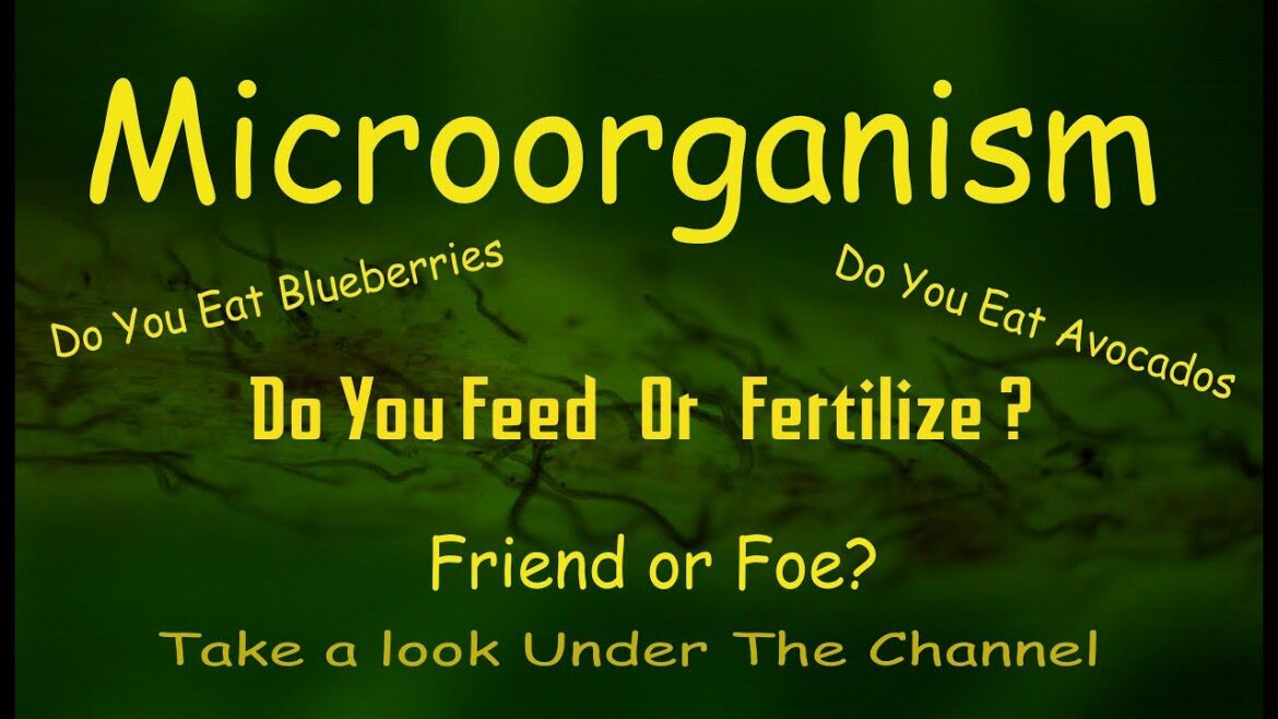 Feeding the microorganisms in your soil for blueberries #garden #ediblegardening #fruittrees #soil Feeding the microorganisms in your soil for blueberries #garden #ediblegardening #fruittrees #soil