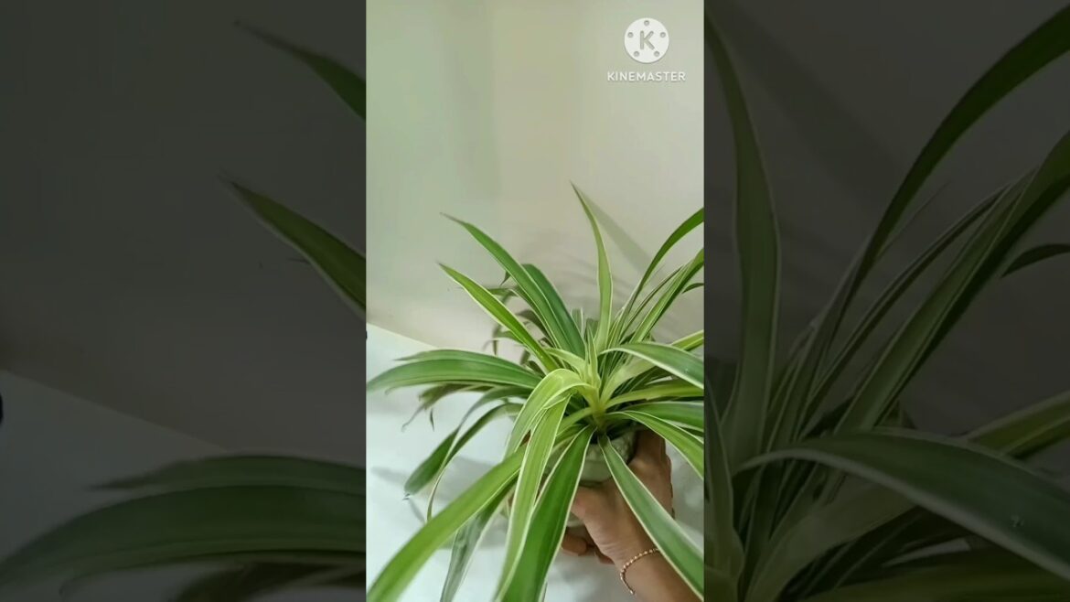 Daycare -part3 ❤️#shorts #viral #trending #ytshorts #plantcare #homedecor #@sushmasdelight9571 🌿🌱🪴 Daycare -part3 ❤️#shorts #viral #trending #ytshorts #plantcare #homedecor #@sushmasdelight9571 🌿🌱🪴