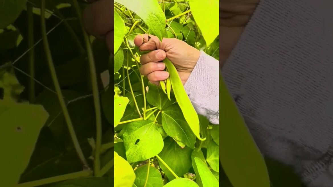 fresh beans from our vegetable garden! #shorts #satisfying #asmr