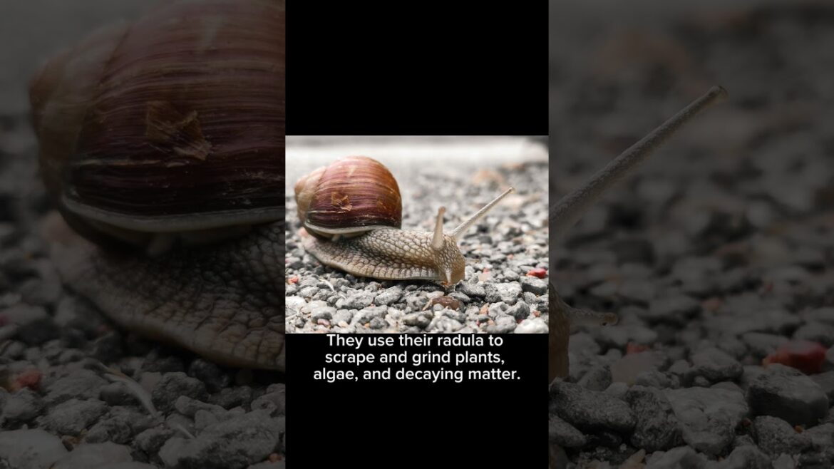 The Shocking Revelation: Snails Possess an Astonishing Number of Teeth!
