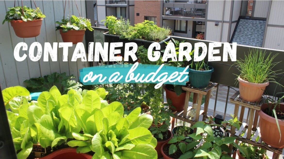 How to Start a Container Garden on a Budget | Cost-Saving Tips How to Start a Container Garden on a Budget | Cost-Saving Tips