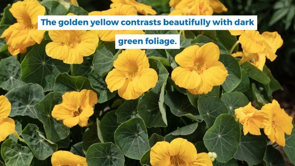 All-America Selections Flowers & Vegetables: Grow Nasturtium Baby Gold: Easy & Edible Flowers Grow Nasturtium Baby Gold: Easy & Edible Flowers