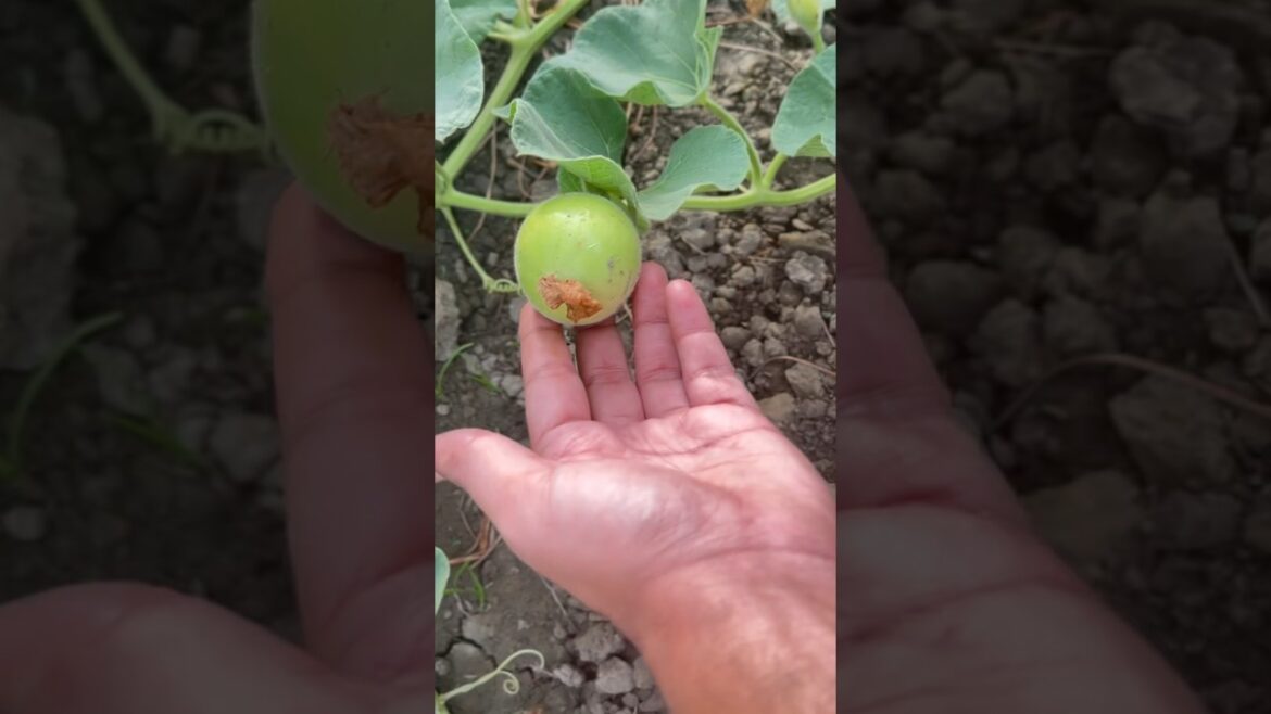 Ghar k kaddu| Homegrown Gourds #shorts #Kaddu #garden tour