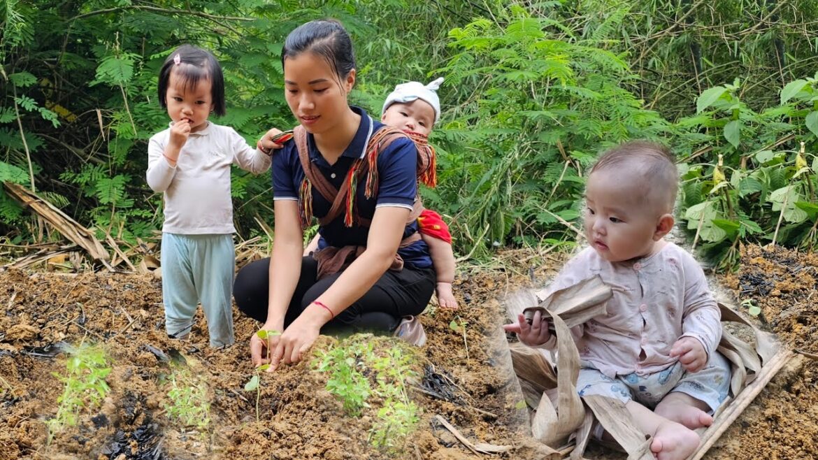 With Baby Abandoned on the riverbank Vegetable Gardening - Cook With Your Baby | Lý Mai Ca