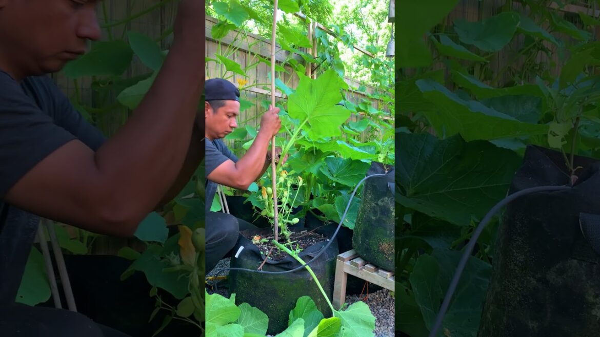 Prune and grow zucchini vertically