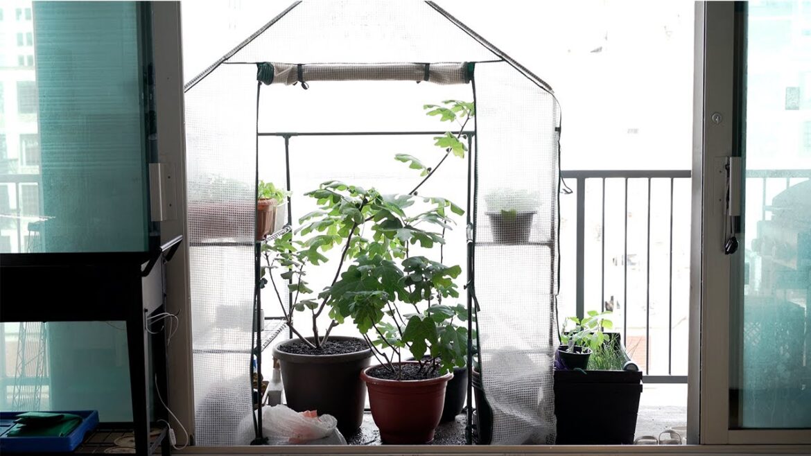 Small Garden on a Tiny Balcony - Vegetable gardening, raised garden bed, plant repotting, harvesting