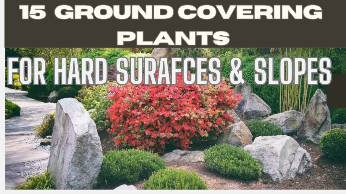 15 Best Ground Covering Plants For Hard Surfaces & Slope Areas | Fast Growing Ground Cover Plants