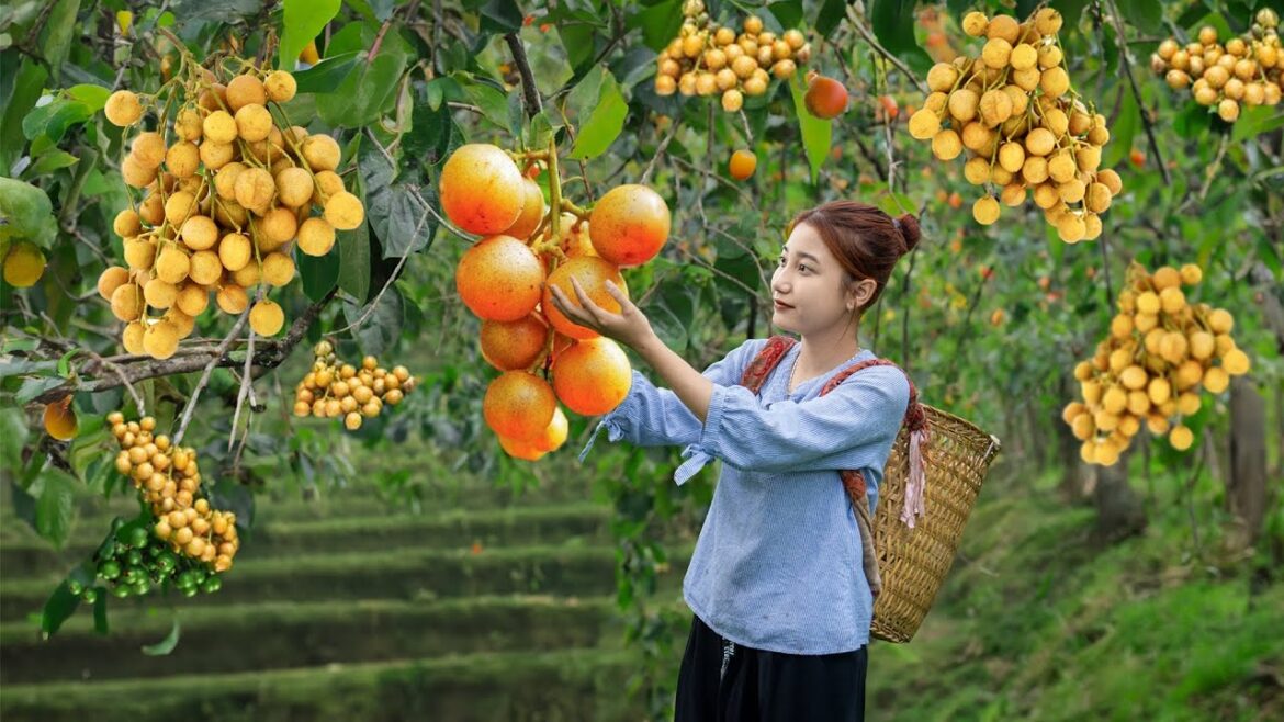 Harvesting WAMPEE Goes to market sell -  Vegetable Gardening | Cara Daily Life