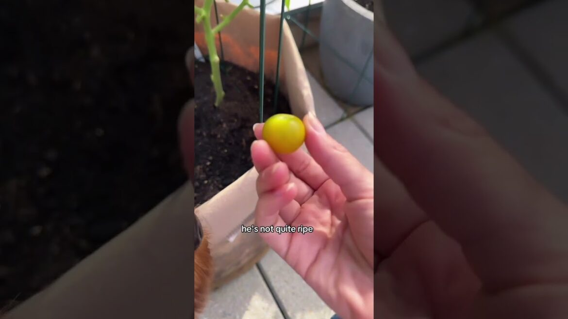do you see it!? ๐๐
#gardening #tomatoplants #gardeningtips #urbanfarm #balconygarden do you see it!? ๐๐
#gardening #tomatoplants #gardeningtips #urbanfarm #balconygarden