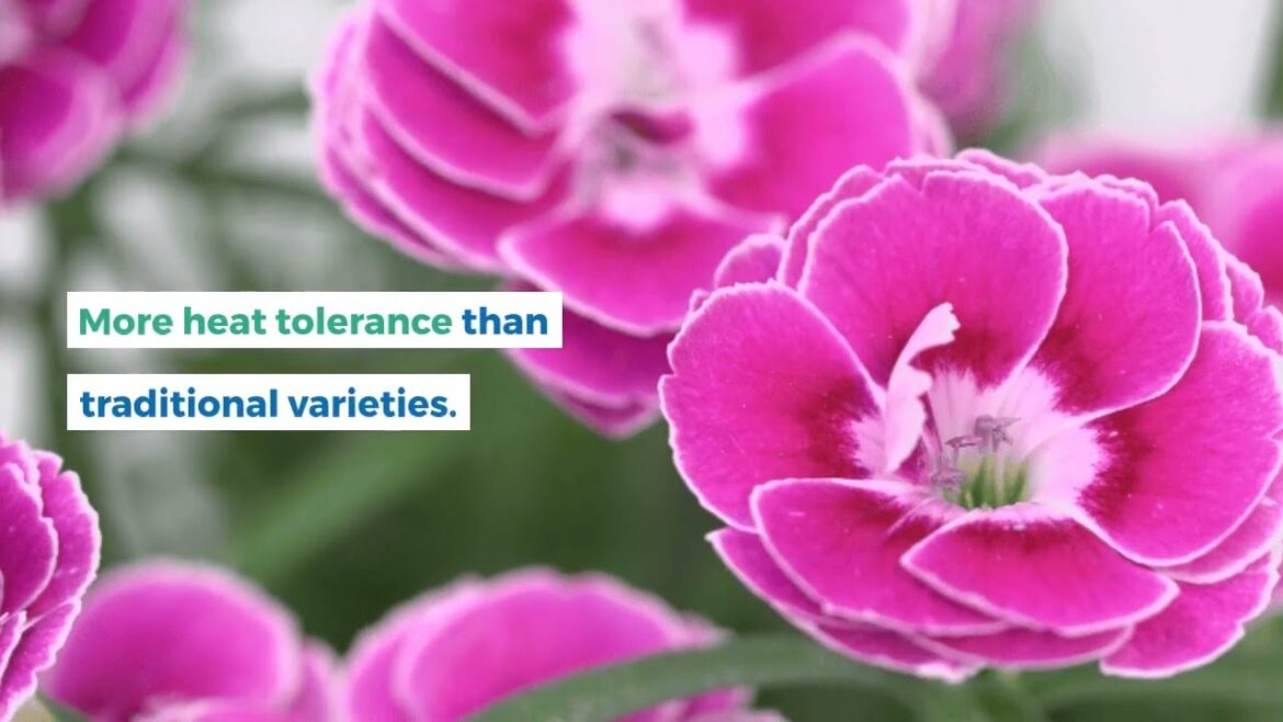 Upgrade your garden with the award-winning Capitán™ Magnifica dianthus!