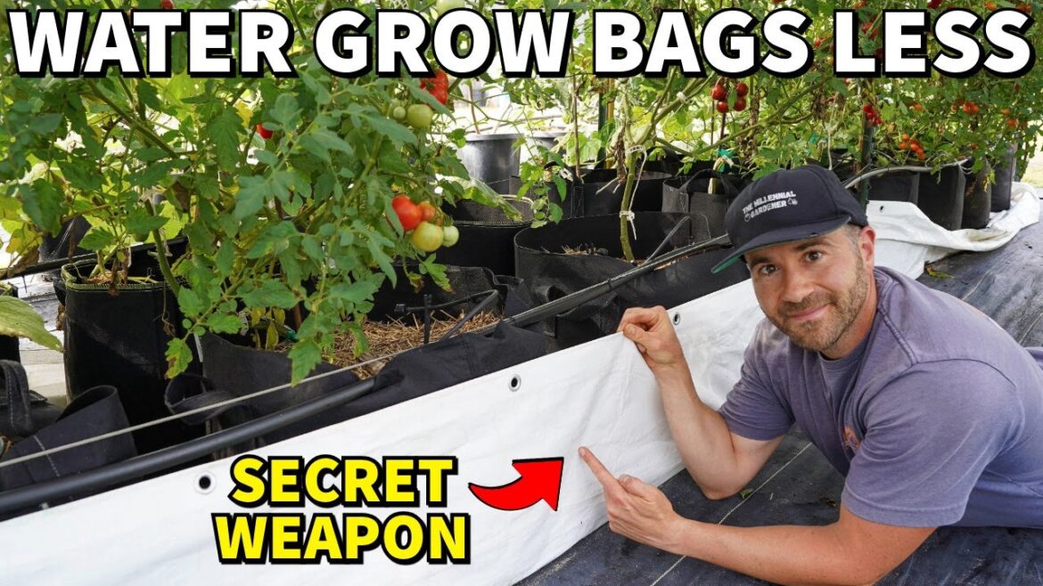 An EASY Way To Stop GROW BAGS From Drying Out In Summer An EASY Way To Stop GROW BAGS From Drying Out In Summer
