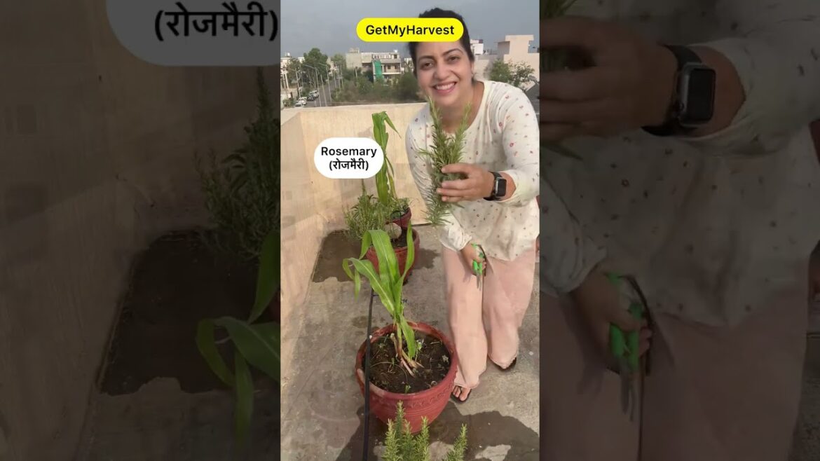 July ka pehla harvest | Trust his plans #shortsfeed