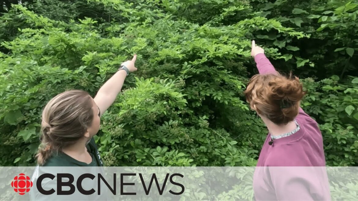 Invasive roses are taking over New Brunswick trails Invasive roses are taking over New Brunswick trails