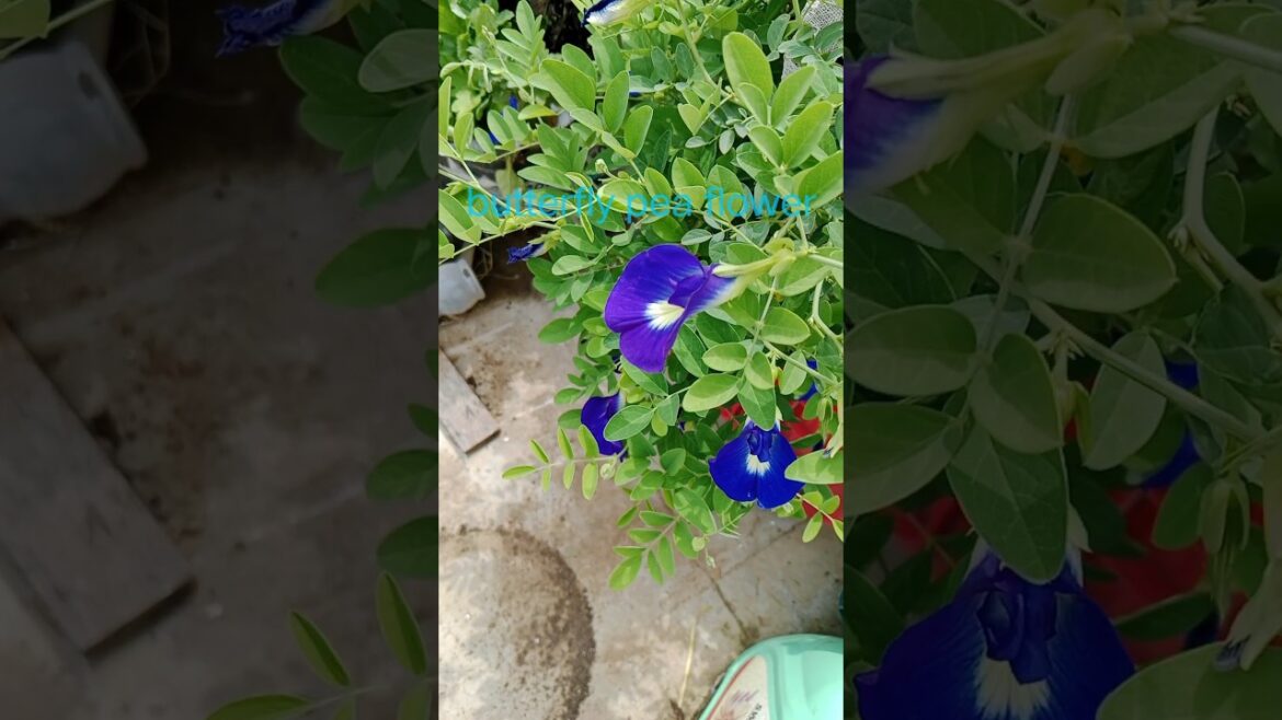 सुंदर फुलवाला अपराजिता का प्लांट #garden #shorts#houseplants #short#flowers #lovesong❤️💚 सुंदर फुलवाला अपराजिता का प्लांट #garden #shorts#houseplants #short#flowers #lovesong❤️💚