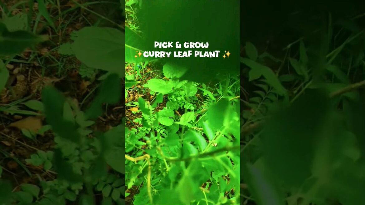 🌿 | Tips and Tricks To Grow Curry Leaf Plant in తెలుగు Explanation #telugu #blog #garden #gardening 🌿 | Tips and Tricks To Grow Curry Leaf Plant in తెలుగు Explanation #telugu #blog #garden #gardening