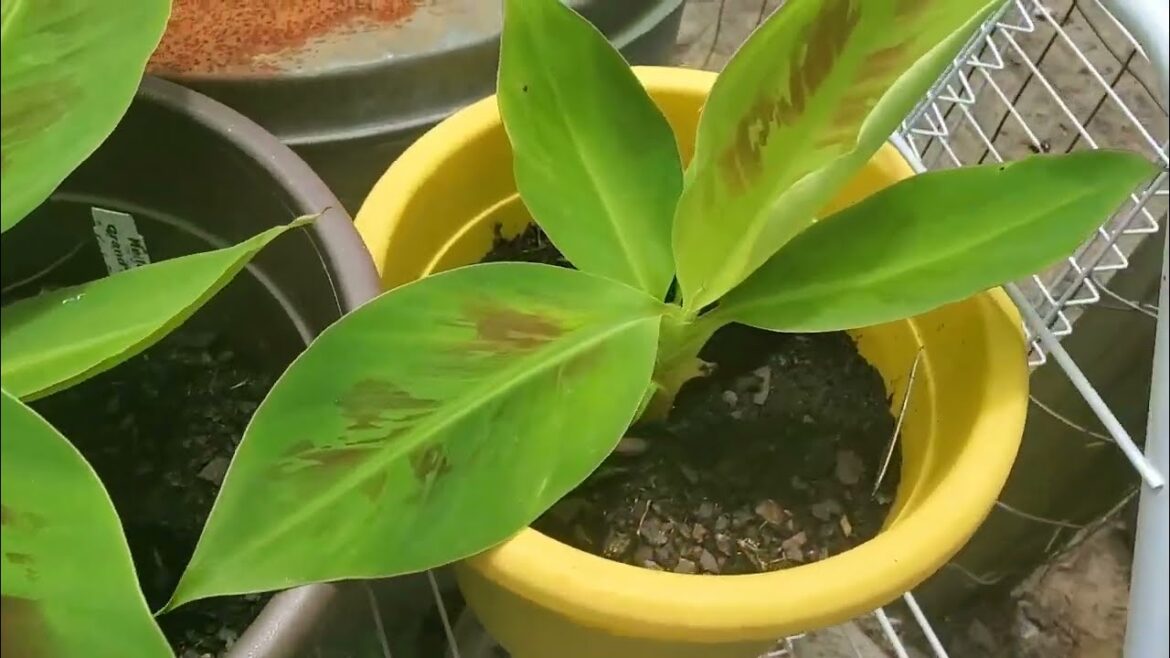 Garden tour and harvest for Summer 2024!