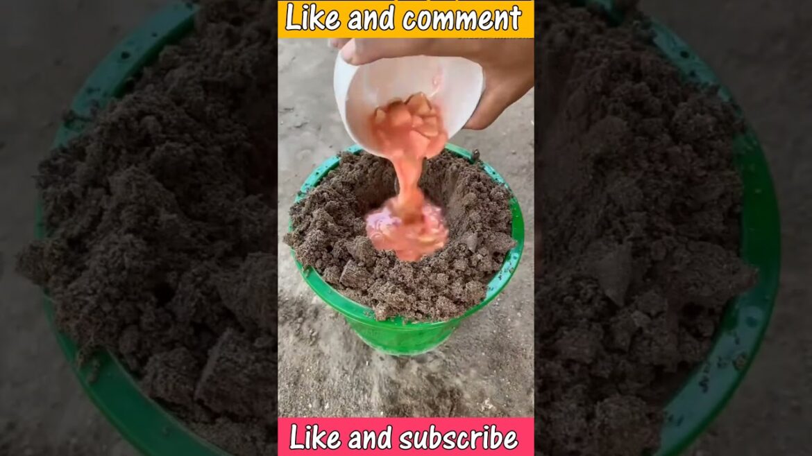 आम का पेड़ कैसे लगाएं 🥭🌳 How to Plant a Mango Tree #farming #garden