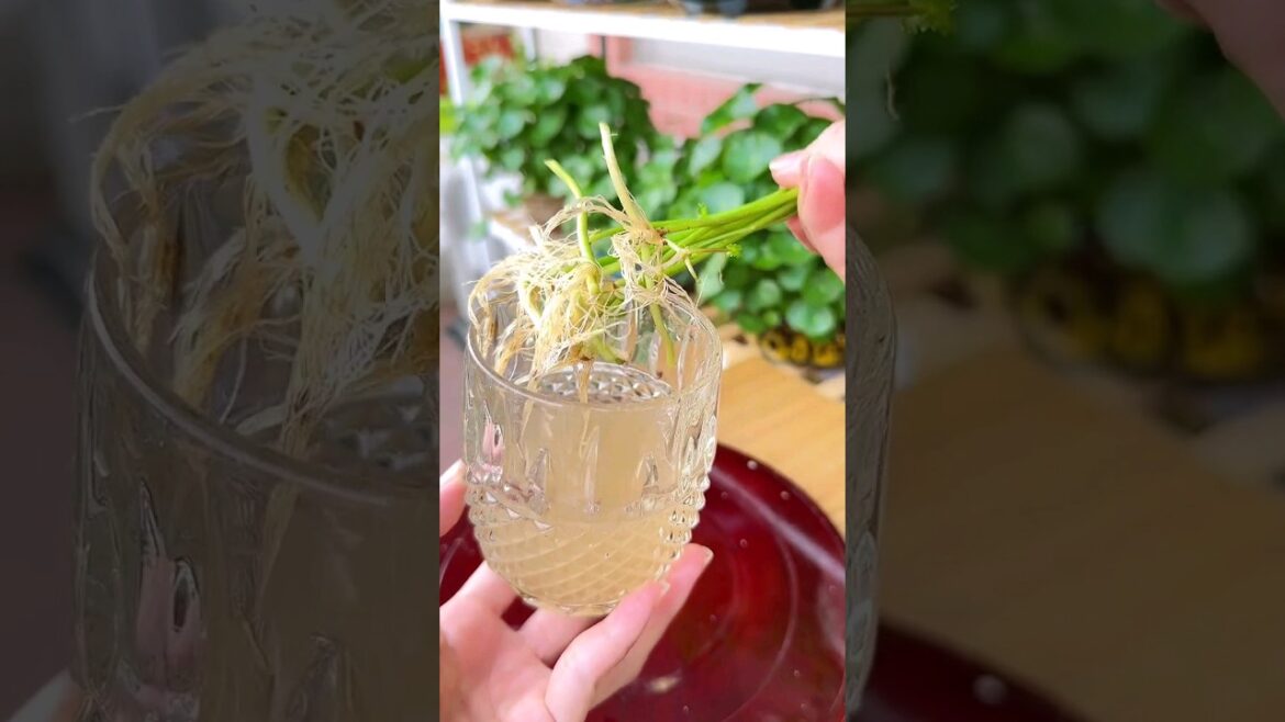 Plant Decor DIY 73 #ideas #diyhomedecor #diy #short