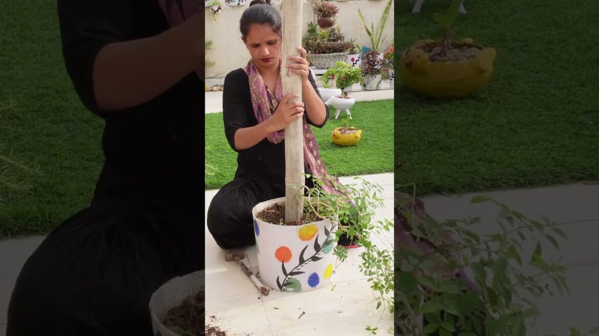 Plant Decoration Ideas at Home | Pots Design | Terrace Garden showpiece items with waste materials Plant Decoration Ideas at Home | Pots Design | Terrace Garden showpiece items with waste materials