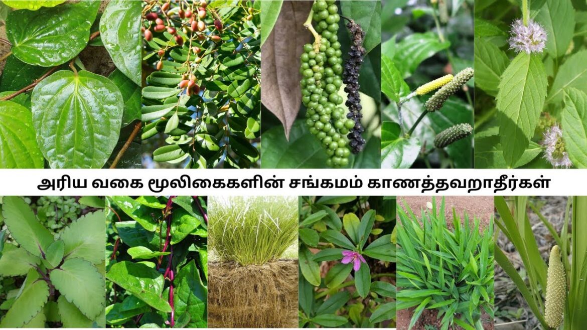 #gardening#farming#trending#garden#viral#vegetablegardening#fish#growingvegetables#vegetablegrowing