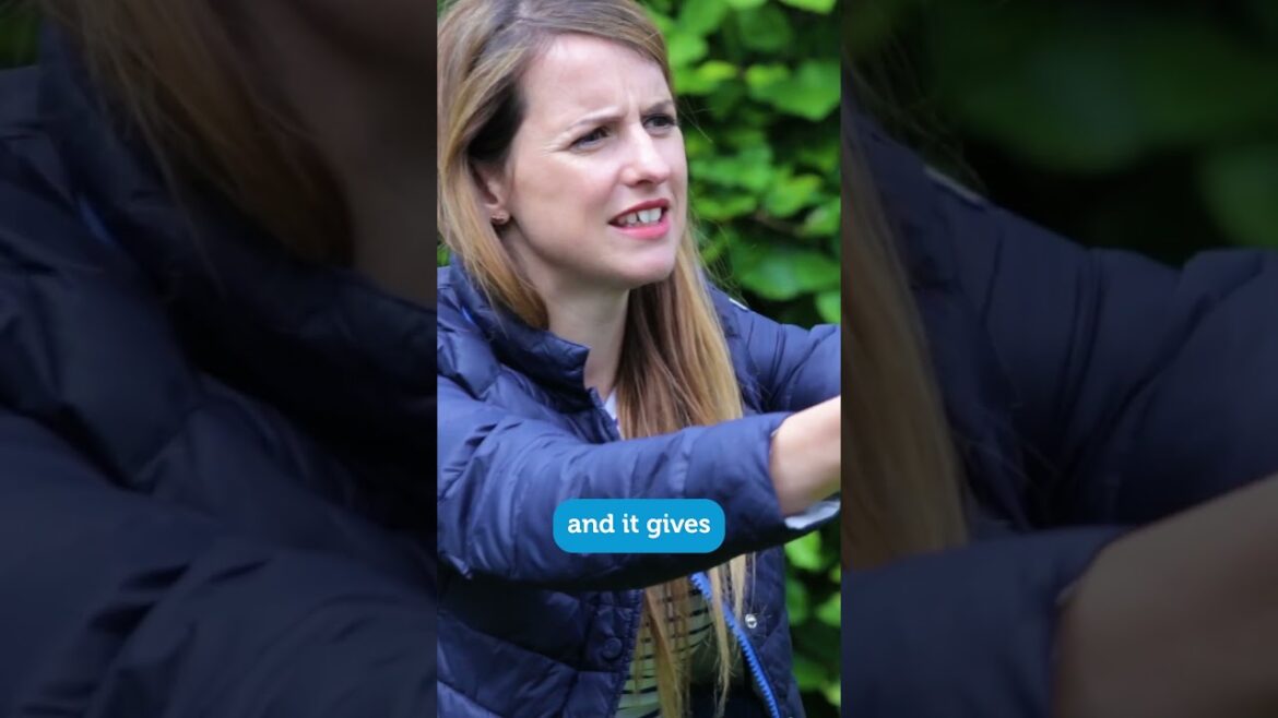 English garden plants! #garden #plants English garden plants! #garden #plants